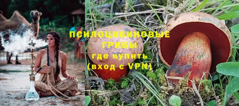 Галлюциногенные грибы Psilocybine cubensis  купить  цена  Черногорск 